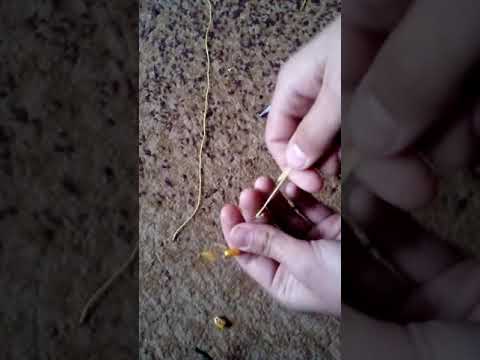 Видео: Как сделать ловушку на фазана?