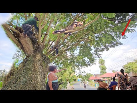 Видео: Спил огромного дерева, ветви которого свисают до дороги, рядом с кладбищем, техническая пила, 250