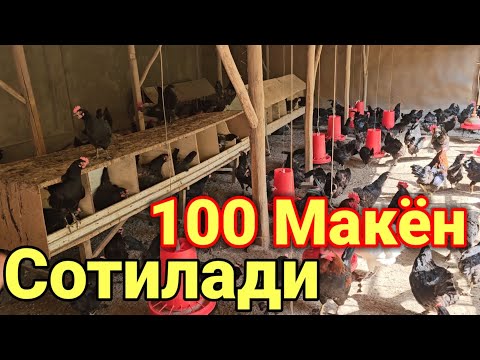 Видео: Тухумлаётган товуклар сотилади курки товуклархам сотилади