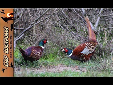 Видео: Охота на фазана с дратхаарами в конце октября.