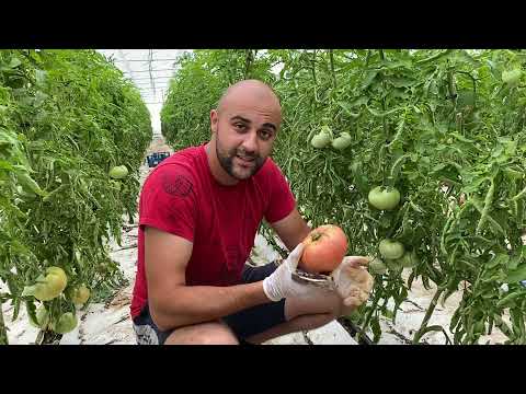 Видео: Натурални розови домати от село.