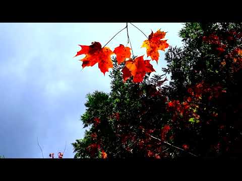 Видео: Синяя птица "Там где клён шумит" (Каrаоке) by Subjohny