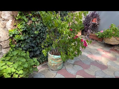 Видео: Двор не хочет уходить в осень! Комнатные растения!
