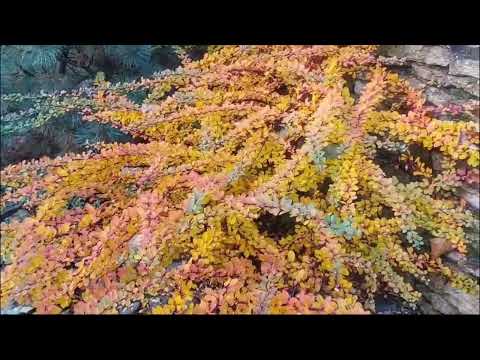 Видео: БАРБАРИСЫ  СТРИЖКА  ФОРМИРОВКА КРОНЫ