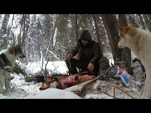 Видео: 80 дней в тайге. Пушной промысел. Видеодневник. Часть 10