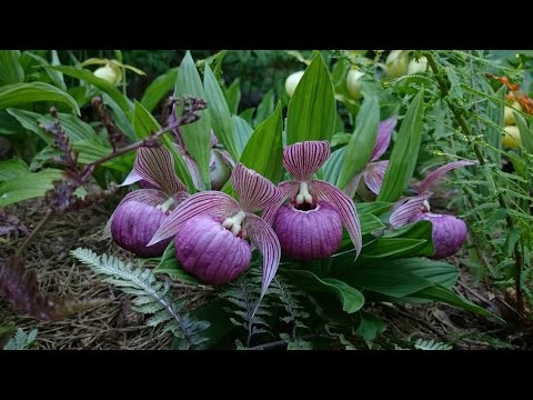 Видео: Про Превикур Энерджи.