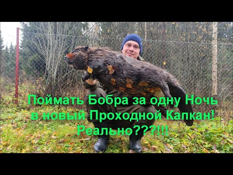 Видео: Добыть Бобра в Проходной капкан с Первой постановки! Реально?!! Устранение запаха новых капканов.