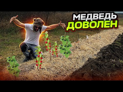 Видео: Секретный способ посадки малины и ежевики! Лучший Малижевичник!