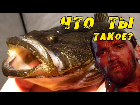 Видео: ОГРОМНЫЕ ТВАРИ Заполонили ЭТО ОЗЕРО!! Рыбалка на КРУПНОГО РОТАНА! Первый лёд 2023-2024! Озеро ЗИМНЯК