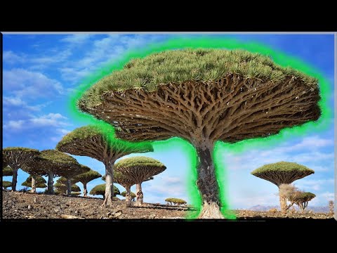 Видео: Әлемдегі ең әдемі ағаштар!