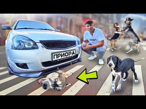 Видео: Мәкеңнің мощный приорасы және біздің жануарларымыз 🚗🐕