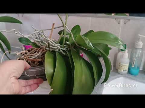 Видео: Орхидеи Чёрная жемчужина и Лиодора! 