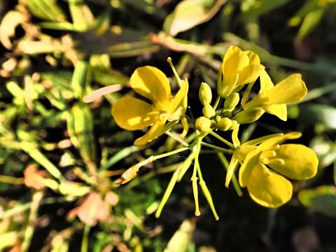 Видео: 2024.09.25. Норильские окрестности. Бабочка махаон, сурепка, голубика спелая, осень продолжается!