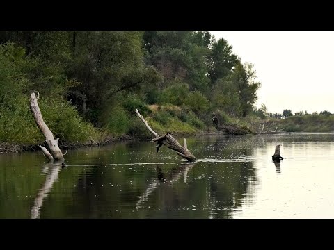 Видео: ТАКОГО СО МНОЙ ЕЩЁ НЕ БЫЛО! Закинул приманку в дрова, а там Щука и Судак! Рыбалка ШОКОЛАД!