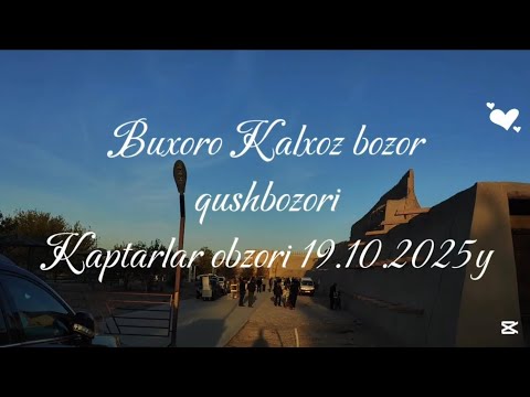 Видео: Buxoro Qush Bozori Kaptarlar obzori 19 октября 2025 г.