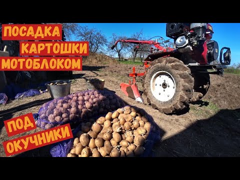 Видео: ПОСАДКА КАРТОФЕЛЯ МОТОБЛОКОМ ПОД ОКУЧНИКИ, ЛЁГКИЙ СПОСОБ ПОСАДИТЬ КАРТОШКУ