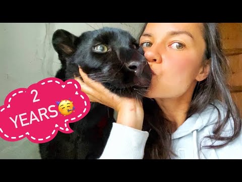 Видео: Праздник пантеры Луны 🥳😸❤️