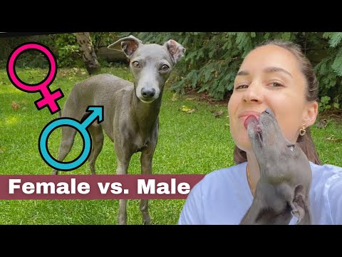 Видео: Мальчики и девочки левретки: плюсы и минусы