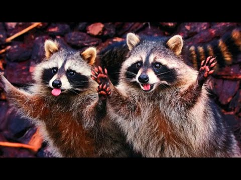 Видео: Новые приколы за май 2025 года. Приколы с животными. Смешные моменты из жизни.