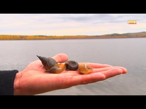 Видео: Волчихинское водохранилище. Свердловское море. Если дома не сидится