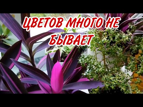 Видео: 🌿Обзор комнатных растений/Красивые и приятные на ощупь/Часть 3🌿