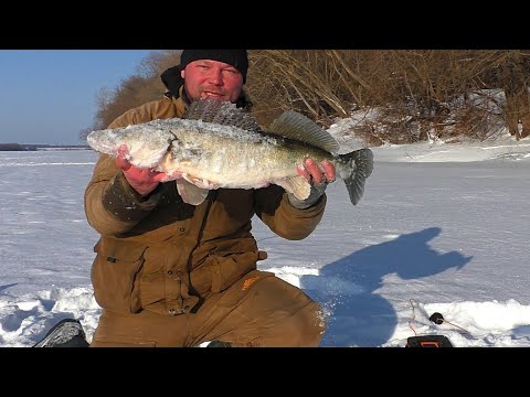 Видео: СУДАКИ не лезут в лунку! Ловля крупных судаков на вибы! Рыбалка на ОКЕ!