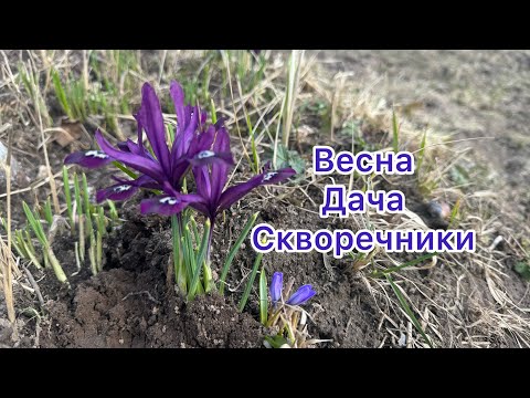 Видео: На даче. Весна. Скворечники. Первоцветы. Наша простая жизнь🌸