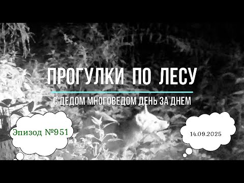 Видео: Прогулки по лесу. День за днем с дедом Многоведом. 14 сентября 2025г. Эпизод 951.