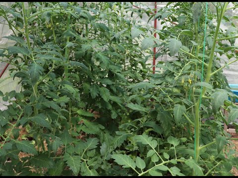 Видео: Запоздалая формировка томатов - лучше, чем никогда.