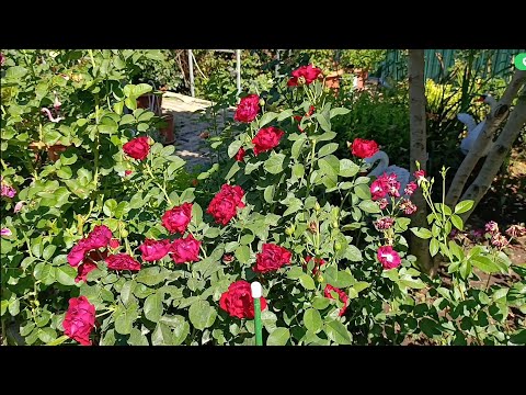 Видео: 25 июля, Южный сад