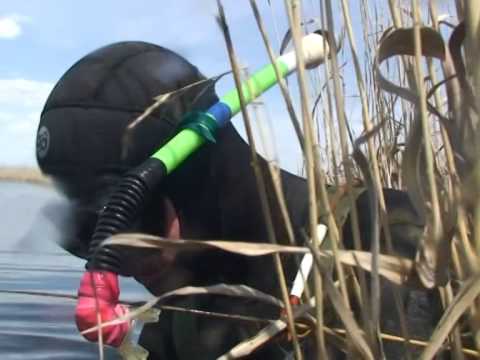 Видео: Охота на судака, А.Кочубей. Подводные ружья "Каюк"