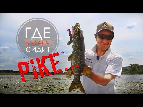 Видео: Как ловить щуку в летнюю жару | Поиски в кувшинке