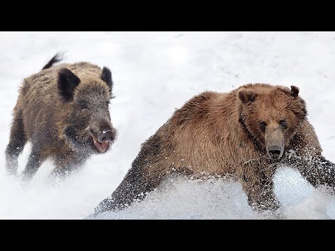Видео: С ними не связываются даже МЕДВЕДИ! Вот чем заняты КАБАНЫ Зимой!