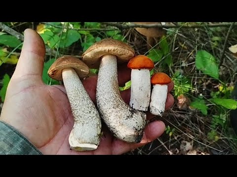 Видео: ТИХАЯ ОХОТА 1 СЕНТЯБРЯ/ ГРИБОВ ХОТЬ КОСОЙ КОСИ/