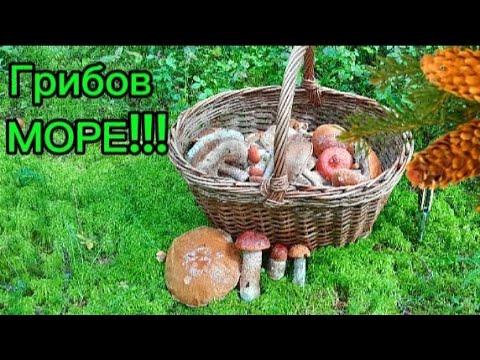 Видео: Грибов МОРЕ!!!,Тихая охота удалась!🍄😃