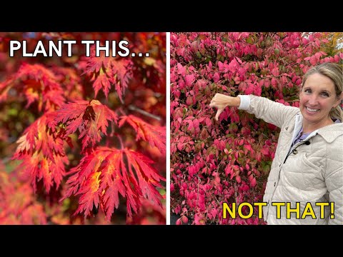 Видео: 5 красивых и не требующих особого ухода альтернатив горящему кусту | Посадите это, а не то