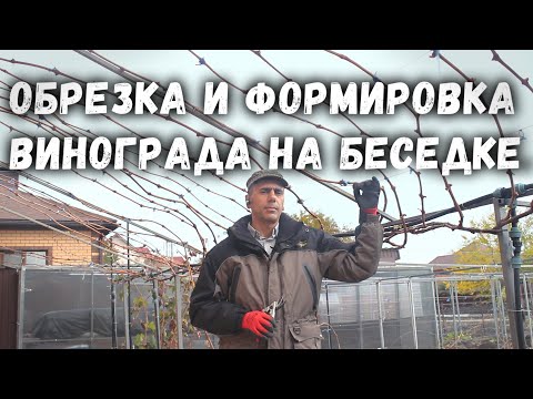 Видео: Обрезка и формировка  винограда на беседке.