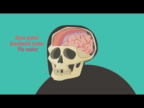 Видео: Edu: Что происходит при сотрясении мозга