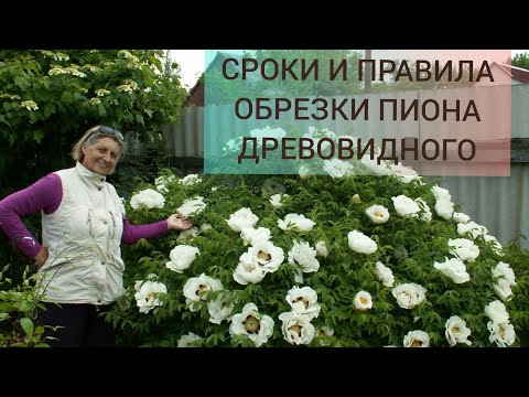Видео: Сроки и правила обрезки взрослого куста древовидного пиона. Уделила внимание и молодым растениям.