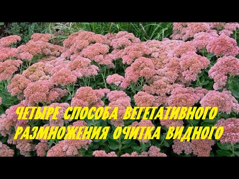 Видео: Четыре способа вегетативного размножения очитка видного