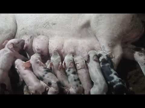Видео: Принимаем роды у свиньи
