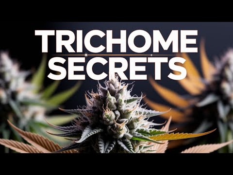 Видео: 10 гениальных советов о признаках готовности растений к сбору урожая!