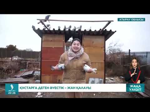 Видео: Атыраулық азамат ерекше кептерлерді баптауды хоббиге айналдырған