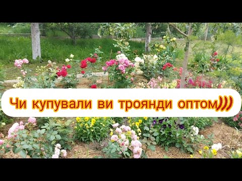 Видео: 🌹Троянди оптом))🌹 Мій досвід
