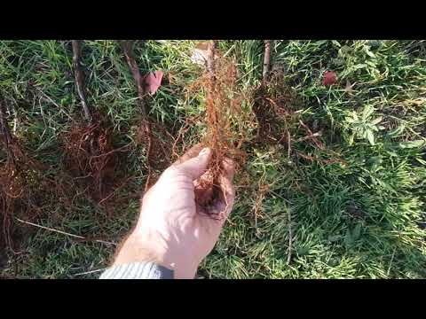 Видео: САЖЕНЦЫ МАЛИНЫ НЕ ПОКУПАЙТЕ!!! У yagodka.com.ua