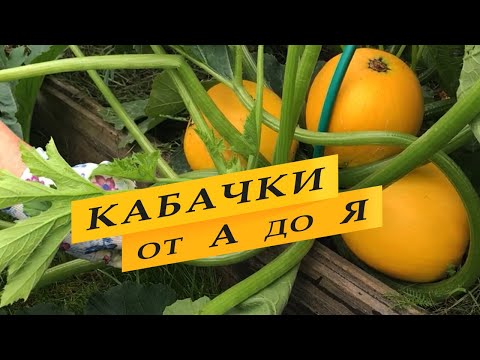 Видео: Как вырастить кабачки. Выращивание от А до Я.