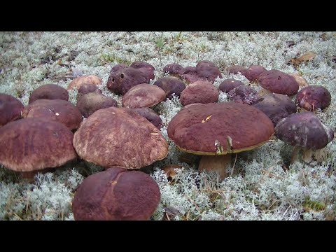 Видео: Октябрь и Белые Грибы. Тихая Охота Удалась. Боровики Сибири.