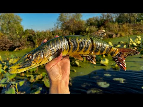 Видео: Ловля гигантской щуки на приманку для ловли речных МОНСТРОВ!
