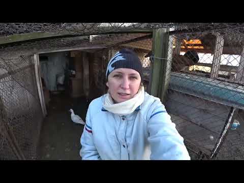 Видео: СЕКРЕТИ ВДАЛОГО РОЗВЕДЕННЯ ІНДОКАЧОК. СКІЛЬКИ САМОК НА ОДНОГО СЕЛЕЗНЯ? ЯК ЧАСТО ВЛИВАТИ НОВУ КРОВ?