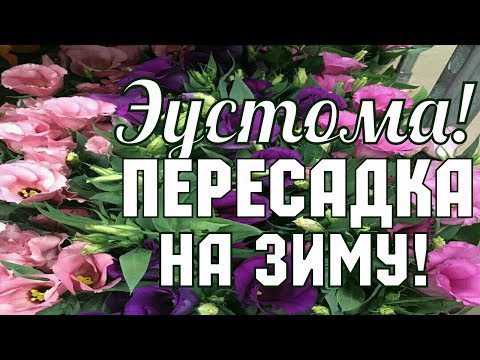 Видео: ЭУСТОМА!!! ПЕРЕСАДКА НА ЗИМУ // ДВУХЛЕТНЯЯ ЭУСТОМА!!!!!!